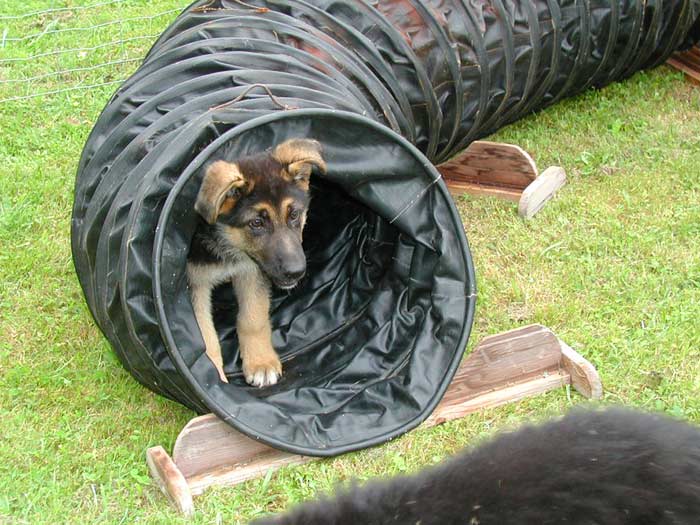 Neugieriger junger Hund erkundet den Tunnel auf unserem Übungsplatz
